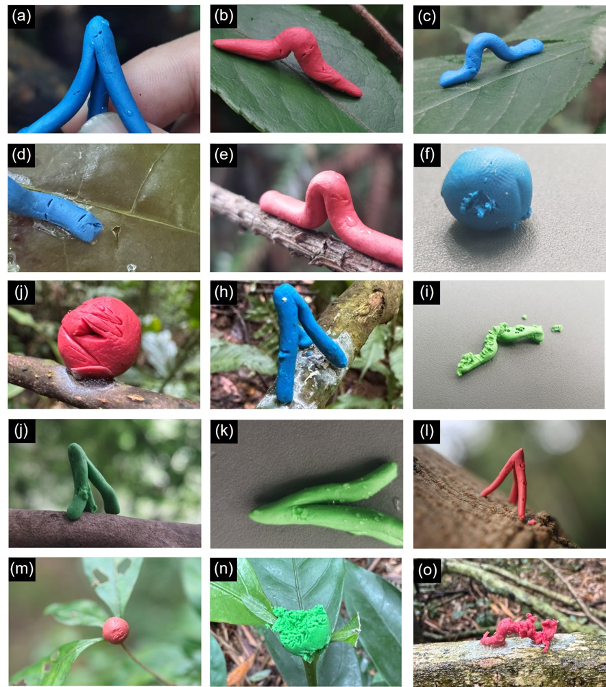 橡皮泥模型可以真实反映生物互作吗? 橡皮泥模型可以真实反映生物互作吗?