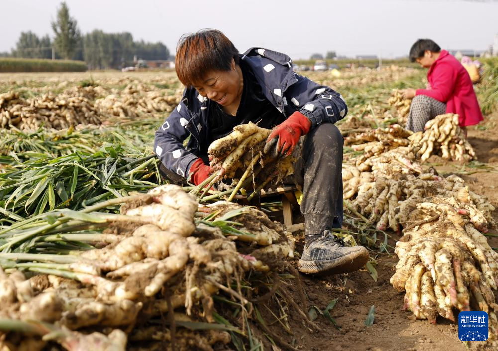 河北丰南:生姜收获忙