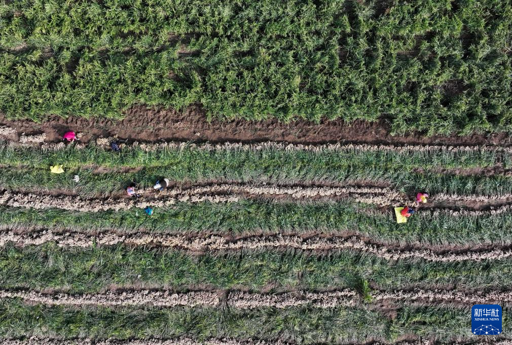 河北丰南:生姜收获忙