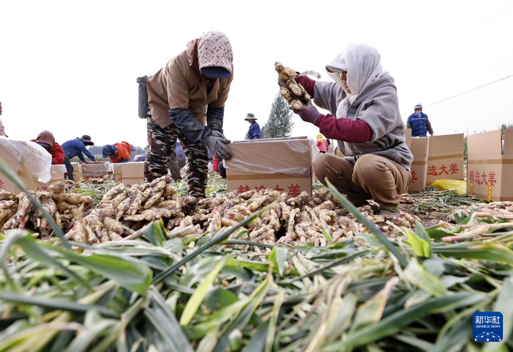 河北丰南:生姜收获忙