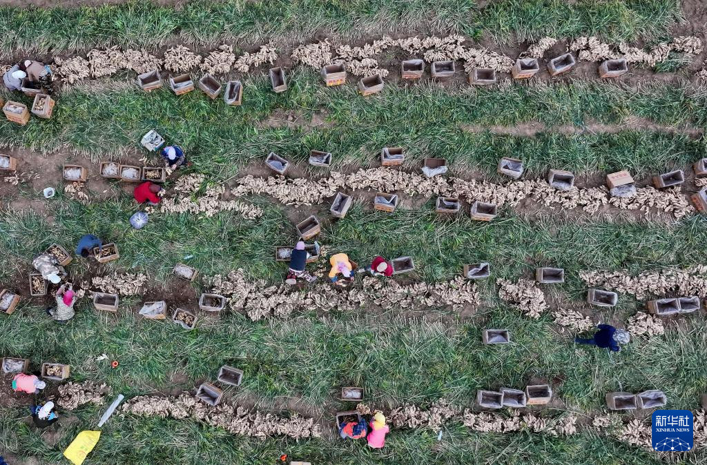 河北丰南:生姜收获忙