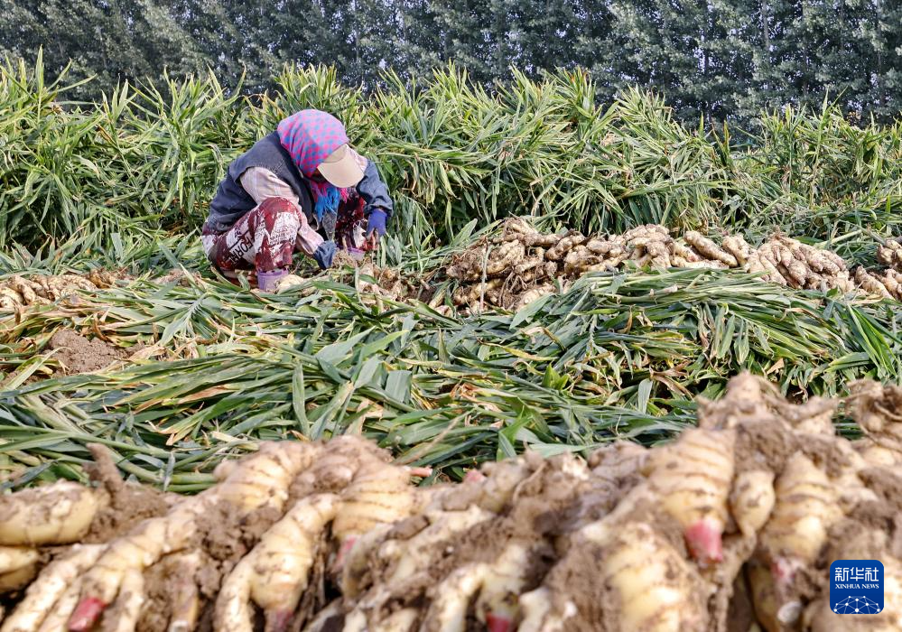 河北丰南:生姜收获忙