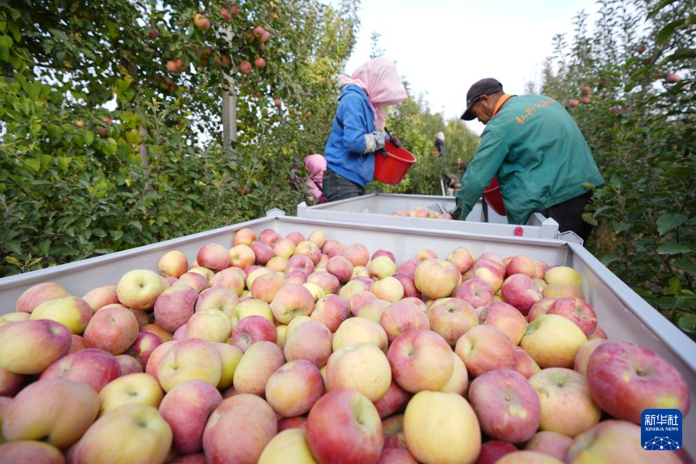 宁夏中卫:“旱苹果”迎丰收