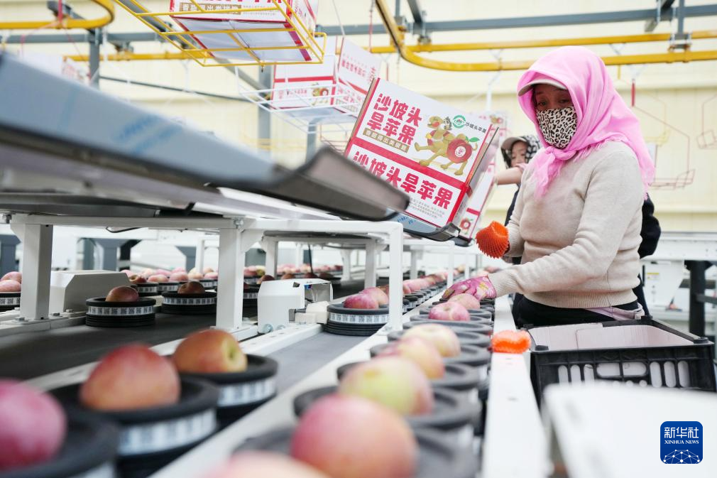 宁夏中卫:“旱苹果”迎丰收