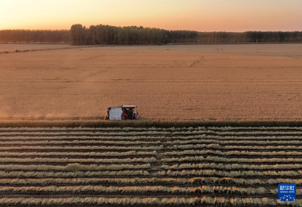 河北唐山:水稻迎来收获季