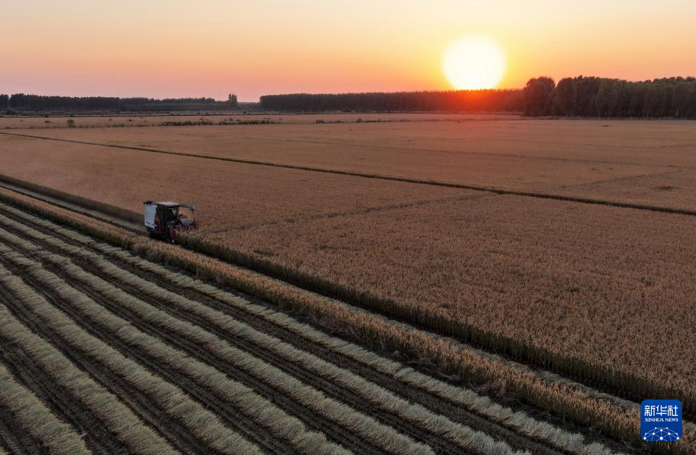 河北唐山:水稻迎来收获季