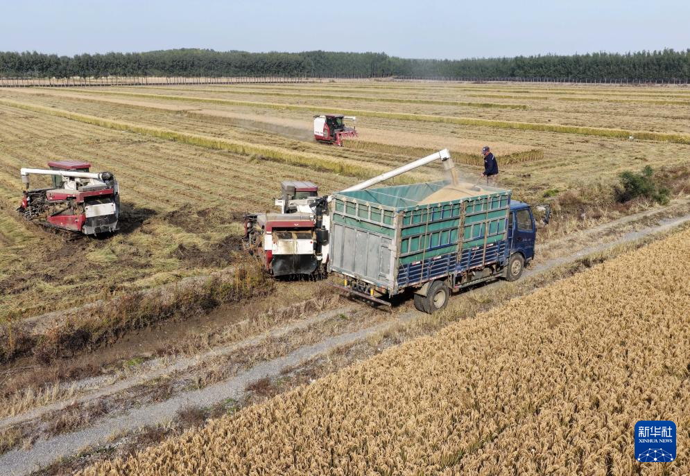 河北唐山:水稻迎来收获季