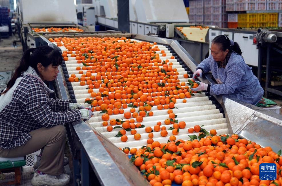 云南华宁:柑橘产业助增收