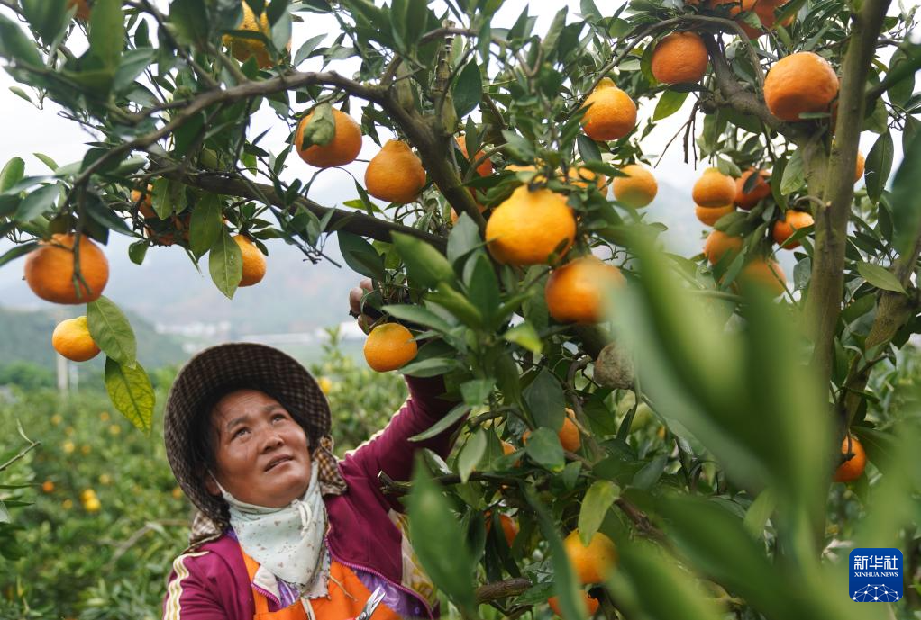 云南华宁:柑橘产业助增收