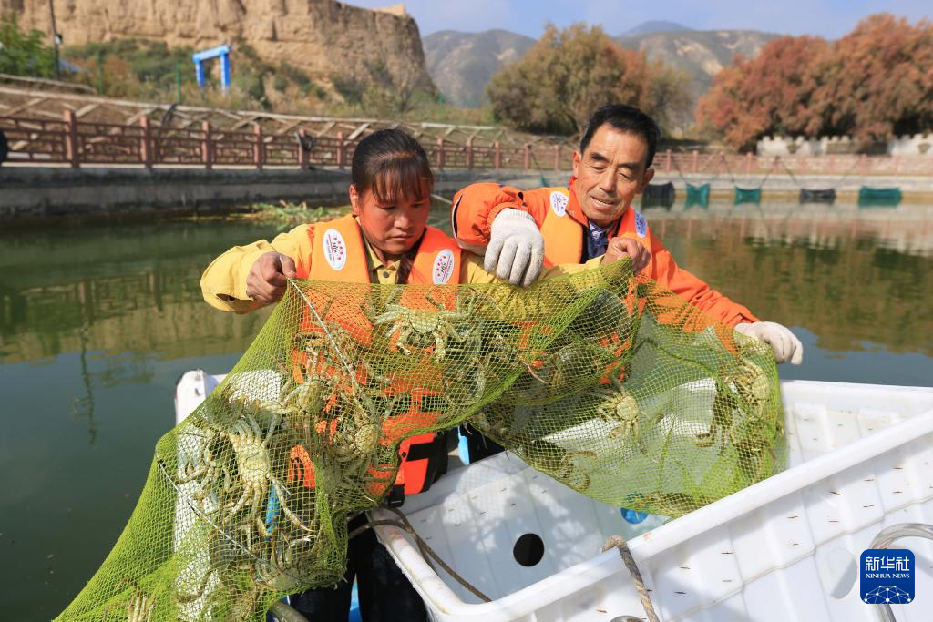 黄土高原大闸蟹丰收