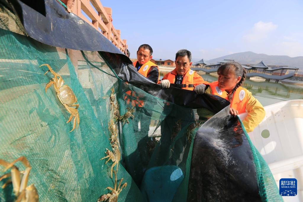 黄土高原大闸蟹丰收