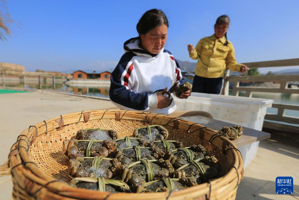 黄土高原大闸蟹丰收