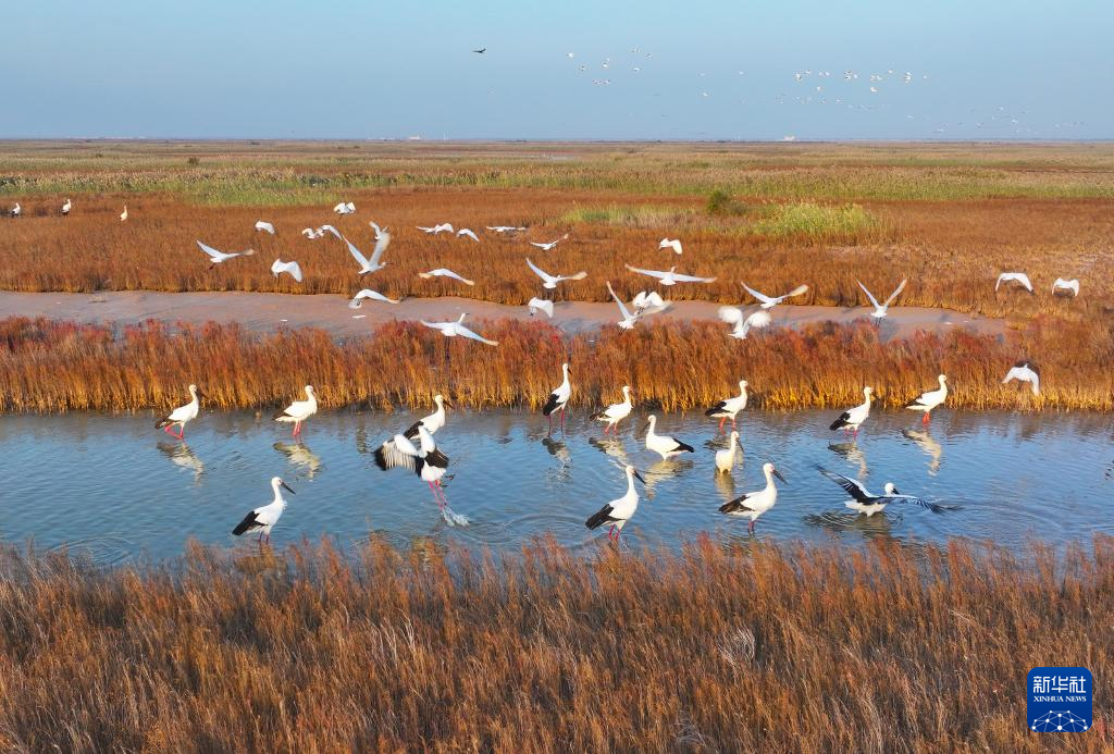 山东扎实推进美丽海湾建设