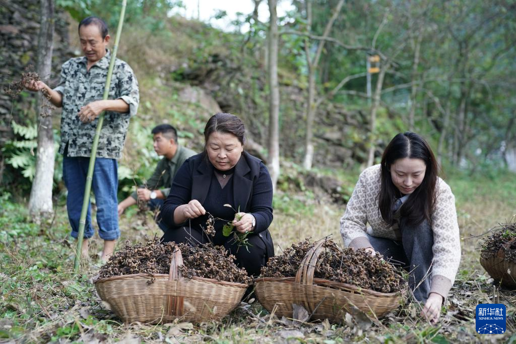拐枣之乡迎来收获季