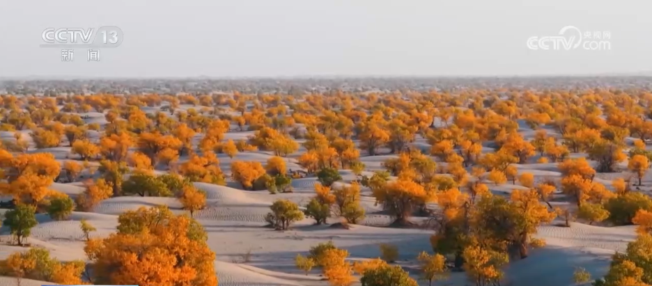 各地迎来秋日“限定版”美景 “文旅+”新场景新业态激发“赏秋经济”活力