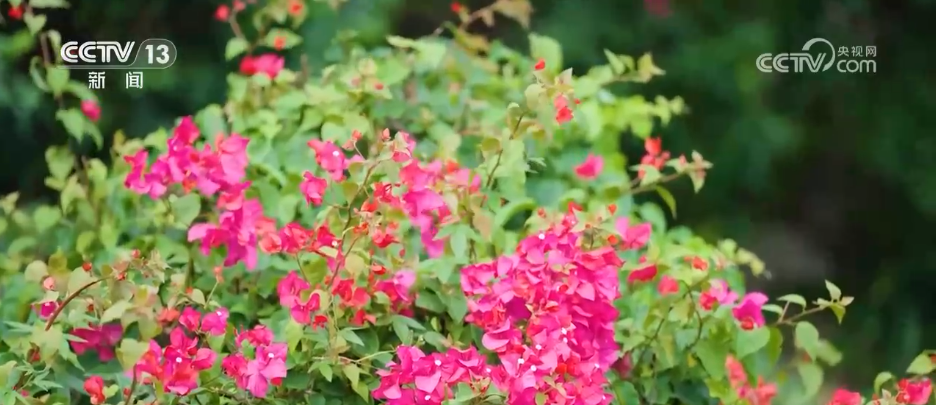 各地迎来秋日“限定版”美景 “文旅+”新场景新业态激发“赏秋经济”活力