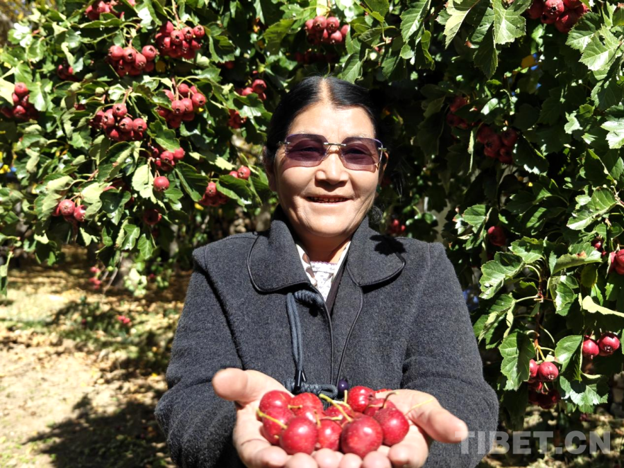 西藏山南:乡村美 生活暖