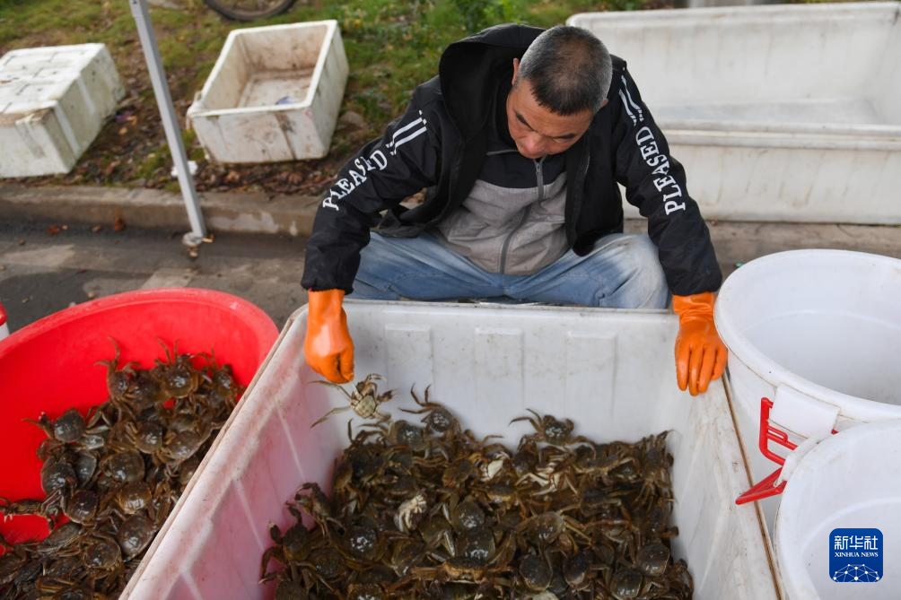 洞庭金秋蟹儿肥