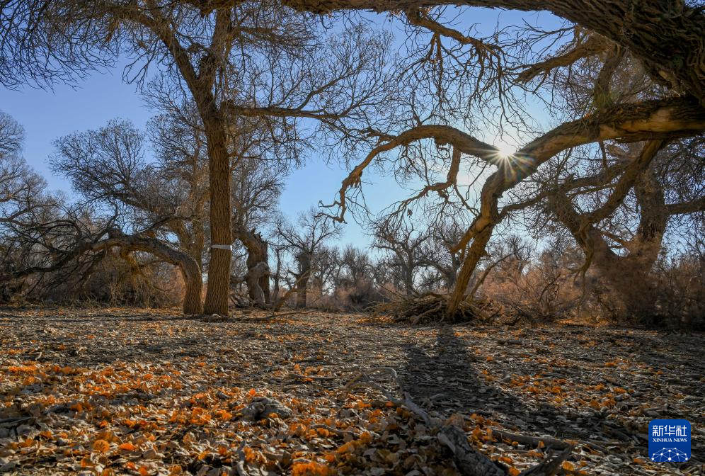 美丽中国丨额济纳:晚秋胡杨美