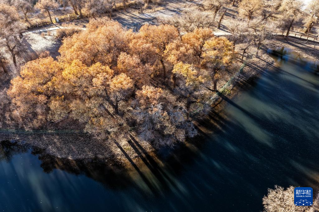 美丽中国丨额济纳:晚秋胡杨美
