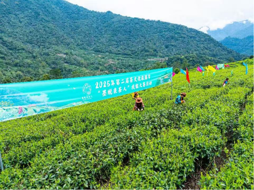 茶香漫峡谷 绿叶变“金叶”——西藏墨脱采茶人劳务品牌的2025年答卷 茶香漫峡谷 绿叶变“金叶”——西藏墨脱采茶人劳务品牌的2025年答卷