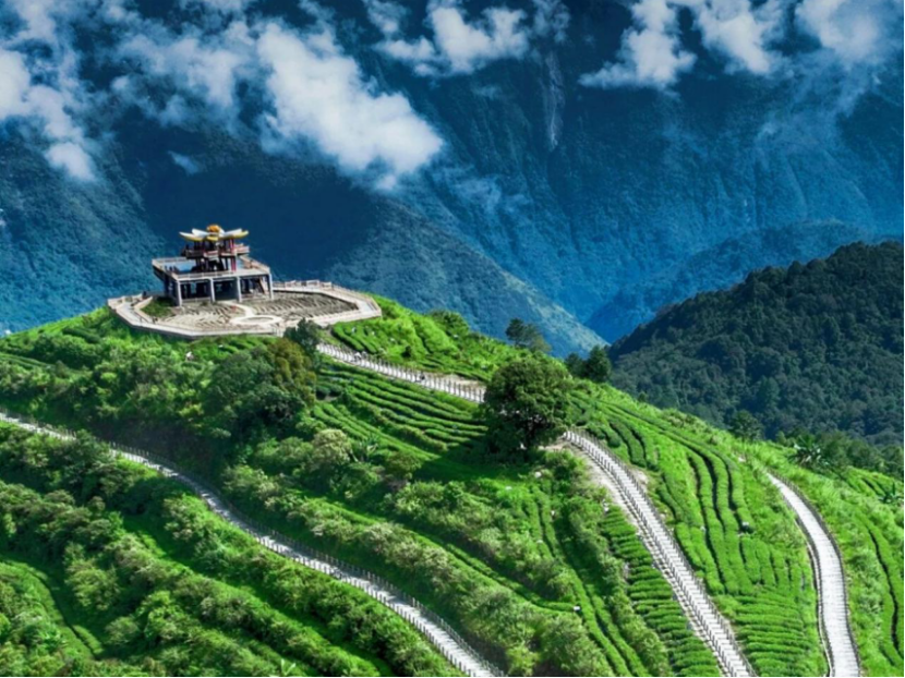 茶香漫峡谷 绿叶变“金叶”——西藏墨脱采茶人劳务品牌的2025年答卷 茶香漫峡谷 绿叶变“金叶”——西藏墨脱采茶人劳务品牌的2025年答卷