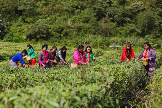 茶香漫峡谷 绿叶变“金叶”——西藏墨脱采茶人劳务品牌的2025年答卷 茶香漫峡谷 绿叶变“金叶”——西藏墨脱采茶人劳务品牌的2025年答卷