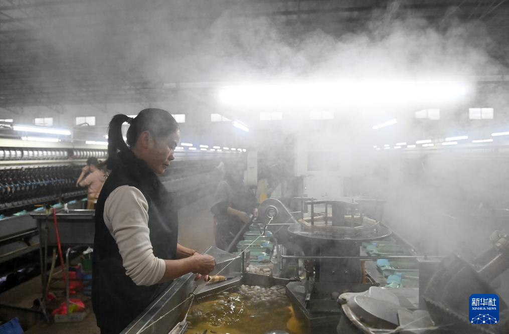 广西忻城:丝绸企业生产忙