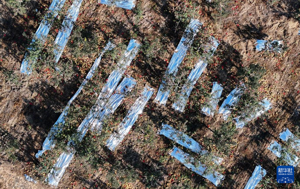 陕西榆林:发展苹果产业“造绿生金”