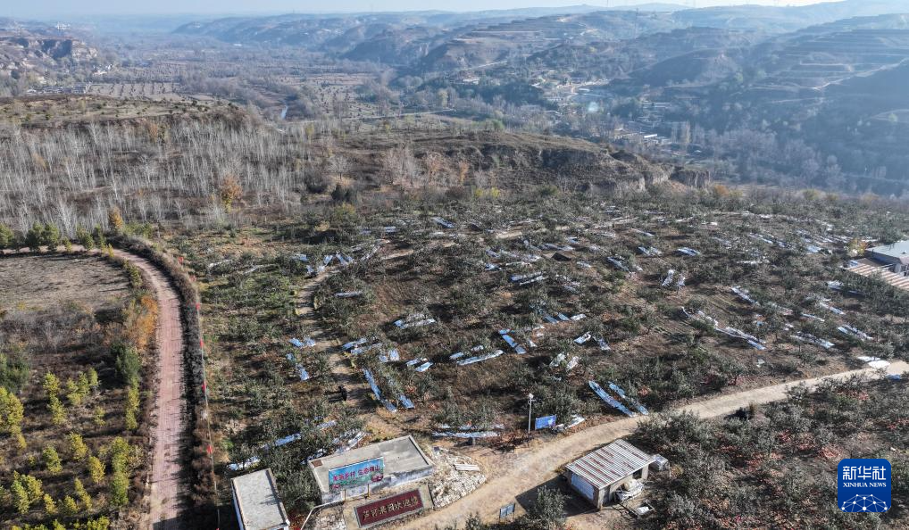 陕西榆林:发展苹果产业“造绿生金”