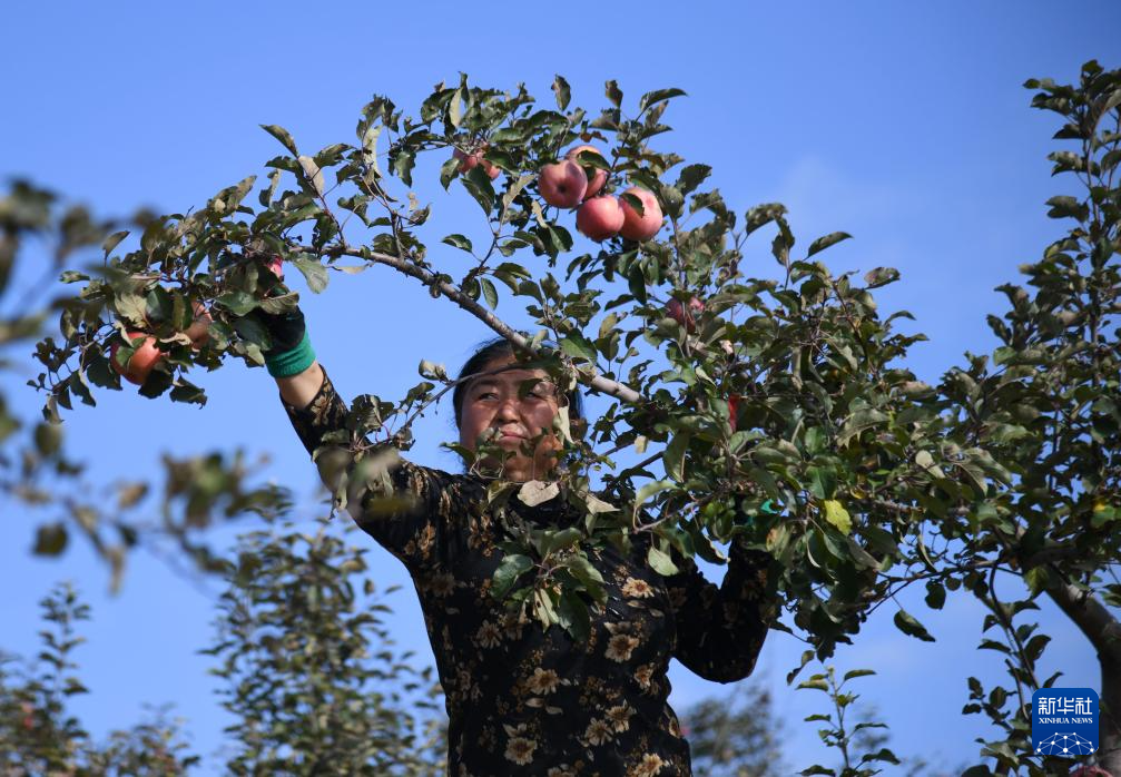 陕西榆林:发展苹果产业“造绿生金”