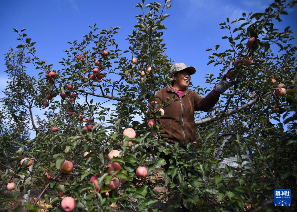 陕西榆林:发展苹果产业“造绿生金”
