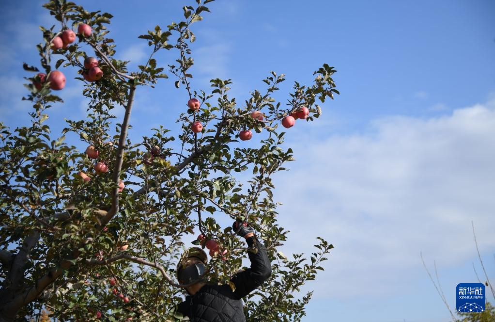 陕西榆林:发展苹果产业“造绿生金”