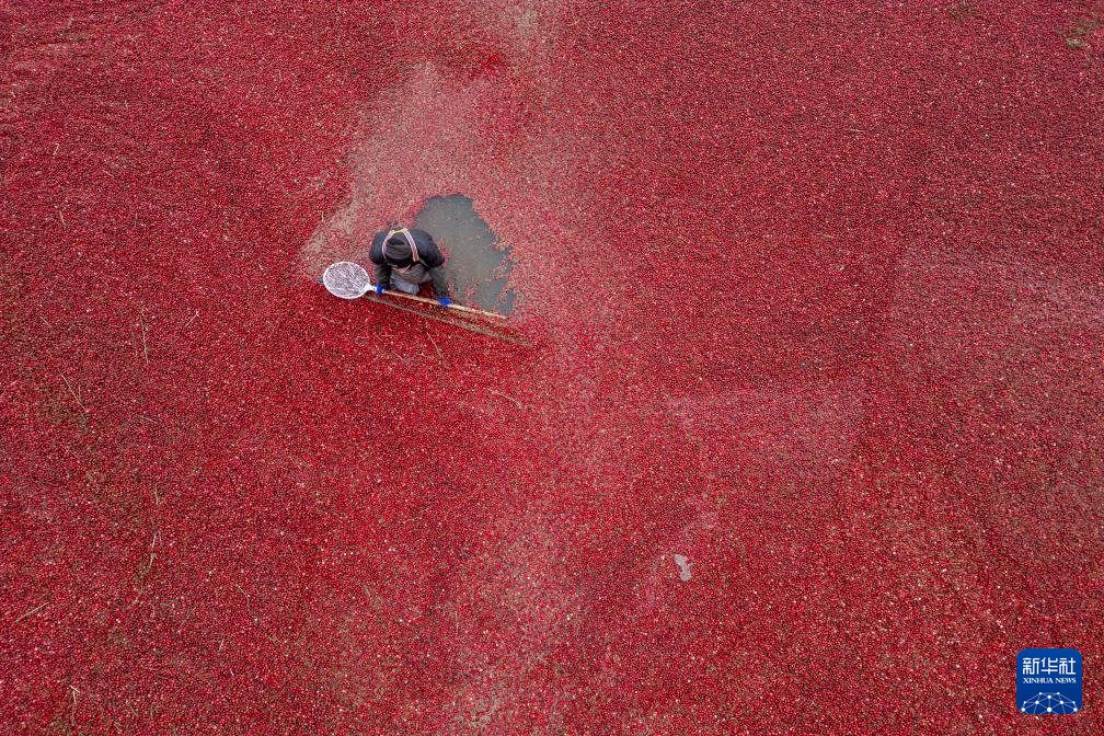 宝藏之城丨这座小城让北美“红宝石”扎根中国