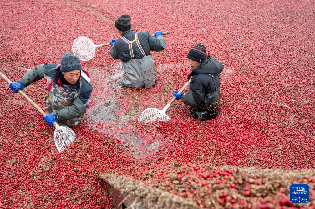 宝藏之城丨这座小城让北美“红宝石”扎根中国
