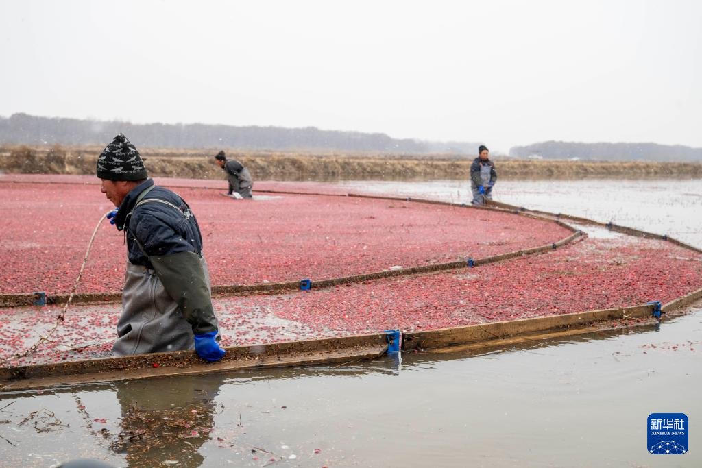 宝藏之城丨这座小城让北美“红宝石”扎根中国