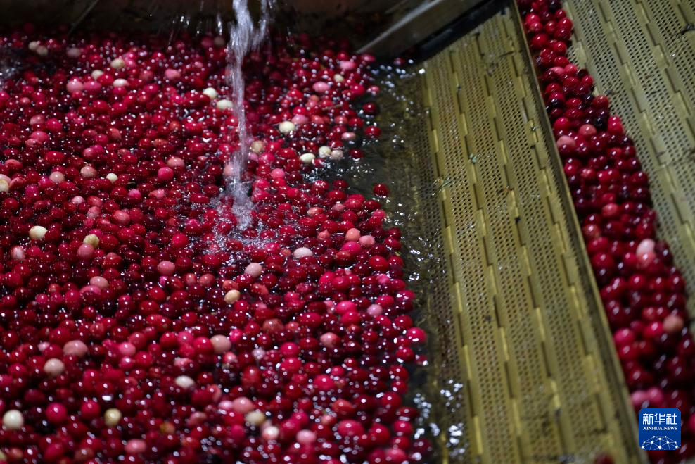 宝藏之城丨这座小城让北美“红宝石”扎根中国