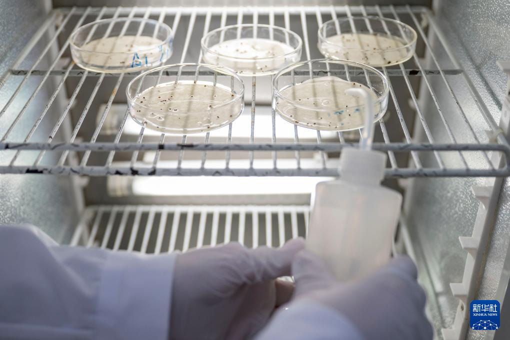 宝藏之城丨这座小城让北美“红宝石”扎根中国