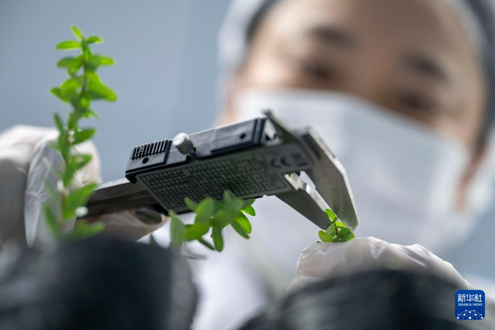 宝藏之城丨这座小城让北美“红宝石”扎根中国