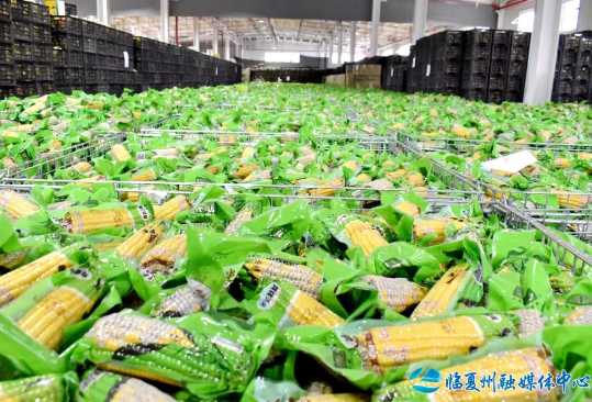 鲜食玉米筑根基 土豆新品添活力——熹满仓(甘肃)农业科技有限公司生产见闻 鲜食玉米筑根基 土豆新品添活力——熹满仓(甘肃)农业科技有限公司生产见闻