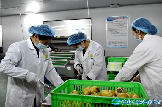 鲜食玉米筑根基 土豆新品添活力——熹满仓(甘肃)农业科技有限公司生产见闻 鲜食玉米筑根基 土豆新品添活力——熹满仓(甘肃)农业科技有限公司生产见闻