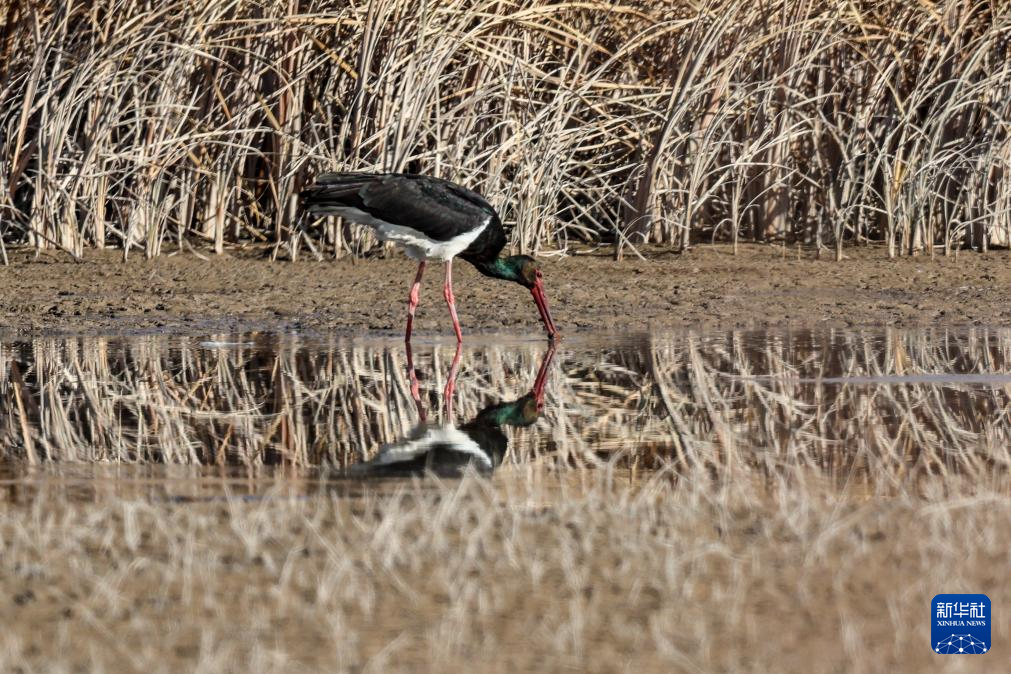 甘肃张掖黑河湿地：候鸟的冬日乐园