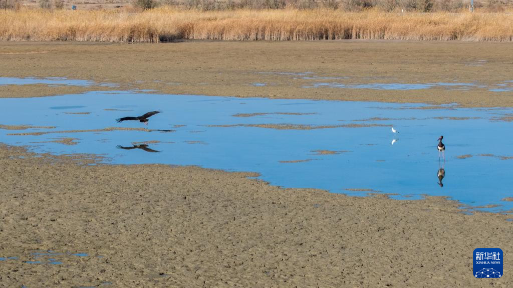 甘肃张掖黑河湿地：候鸟的冬日乐园