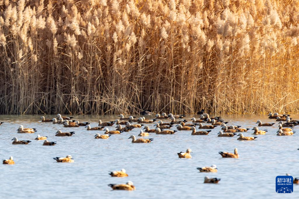 甘肃张掖黑河湿地：候鸟的冬日乐园