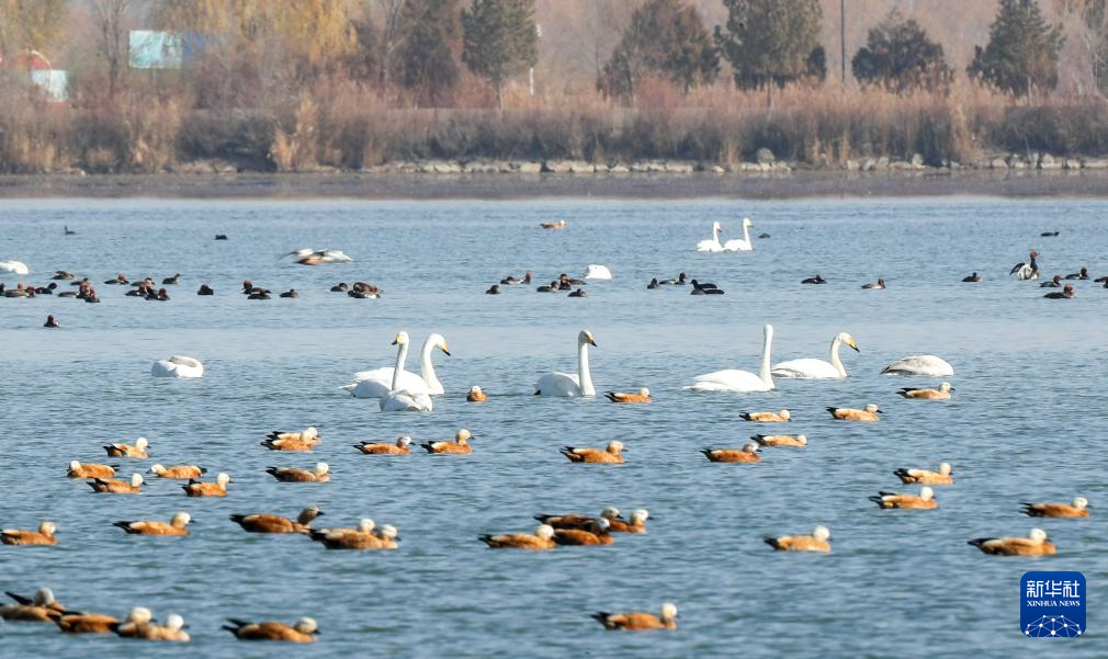 甘肃张掖黑河湿地：候鸟的冬日乐园