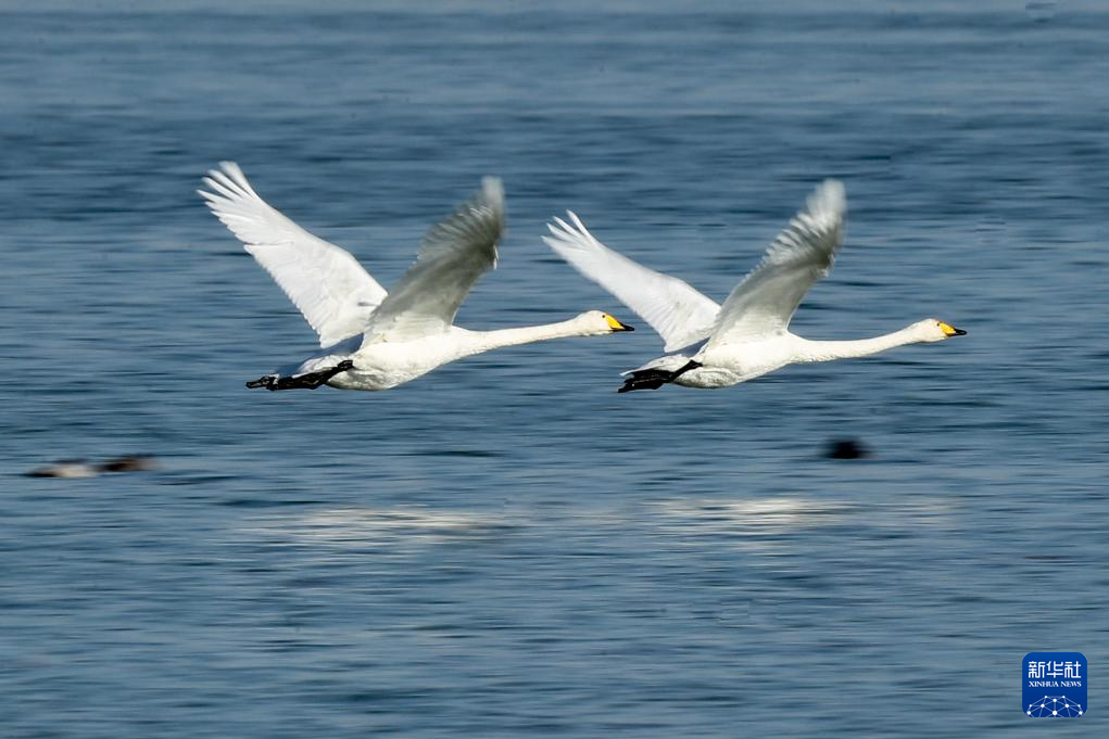 甘肃张掖黑河湿地：候鸟的冬日乐园