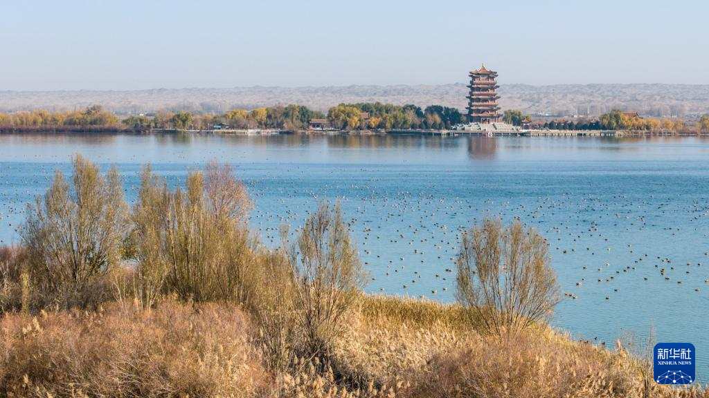 甘肃张掖黑河湿地：候鸟的冬日乐园