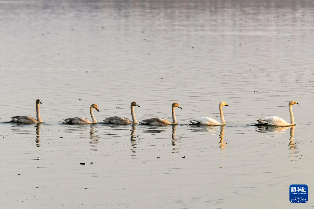 黄河湿地天鹅舞
