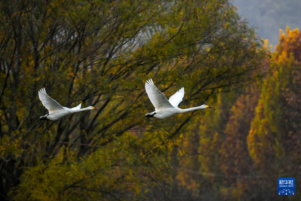 黄河湿地天鹅舞