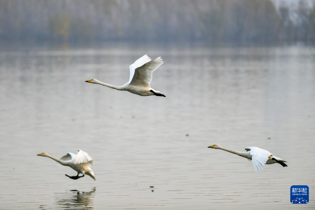 黄河湿地天鹅舞